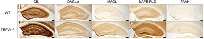 The Absence of the Transient Receptor Potential Vanilloid 1 Directly Impacts on the Expression and Localization of the Endocannabinoid System in the Mouse Hippocampus